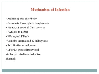 Mechanism of Infection
• Anthrax spores enter body
• Germinate & multiple in lymph nodes
• PA, EF, LF excreted from bacteria
• PA binds to TEM8.
• EF and/or LF binds
• Complex internalized by endocytosis
• Acidification of endosome
• LF or EF crosses into cytosol
via PA mediated ion conductive
channels
 