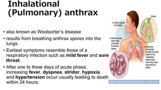 Inhalational
(Pulmonary) anthrax
• also known as Woolsorter’s disease
• results from breathing anthrax spores into the
lungs.
• Earliest symptoms resemble those of a
respiratory infection such as mild fever and sore
throat.
• After one to three days of acute phase,
increasing fever, dyspnea, stridor, hypoxia,
and hypertension occur usually leading to death
within 24 hours.
 