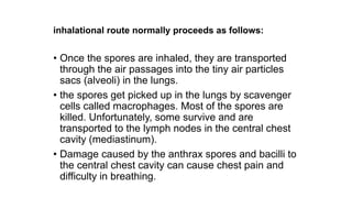 inhalational route normally proceeds as follows:
• Once the spores are inhaled, they are transported
through the air passages into the tiny air particles
sacs (alveoli) in the lungs.
• the spores get picked up in the lungs by scavenger
cells called macrophages. Most of the spores are
killed. Unfortunately, some survive and are
transported to the lymph nodes in the central chest
cavity (mediastinum).
• Damage caused by the anthrax spores and bacilli to
the central chest cavity can cause chest pain and
difficulty in breathing.
 
