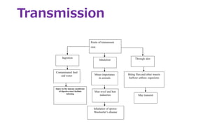 Transmission
Route of transmisson
sion
Ingestion Through skinInhalation
Biting flies and other insects
harbour anthrax organisms
May transmit
Minor importance
in animals
Contaminated feed
and water
Injury to the mucous membrane
of digestive tract faciliate
infesting
Man-wool and hair
industries
Inhalation of sporos-
Woolsorter’s disease
 
