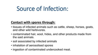 Source of Infection:
Contact with spores through:
• tissues of infected animals such as cattle, sheep, horses, goats,
and other wild herbivores.
• contaminated hair, wool, hides, and other products made from
the said animals.
• soil associated by infected animals
• inhalation of aerosolised spores
• ingestion of contaminated undercooked meat.
 