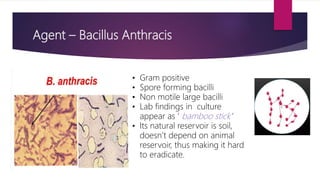 Anthrax ppt (Community).pptx