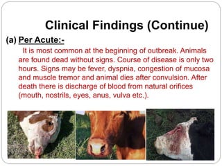 Clinical Findings (Continue)
(a) Per Acute:-
It is most common at the beginning of outbreak. Animals
are found dead without signs. Course of disease is only two
hours. Signs may be fever, dyspnia, congestion of mucosa
and muscle tremor and animal dies after convulsion. After
death there is discharge of blood from natural orifices
(mouth, nostrils, eyes, anus, vulva etc.).
 
