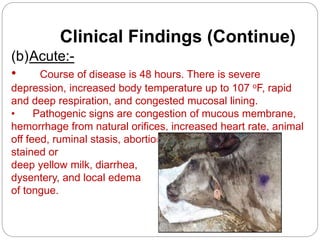 Clinical Findings (Continue)
(b)Acute:-
• Course of disease is 48 hours. There is severe
depression, increased body temperature up to 107 oF, rapid
and deep respiration, and congested mucosal lining.
• Pathogenic signs are congestion of mucous membrane,
hemorrhage from natural orifices, increased heart rate, animal
off feed, ruminal stasis, abortion in pregnant cows, blood
stained or
deep yellow milk, diarrhea,
dysentery, and local edema
of tongue.
 