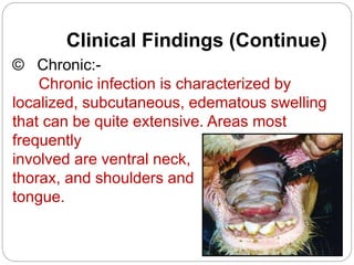 Clinical Findings (Continue)
© Chronic:-
Chronic infection is characterized by
localized, subcutaneous, edematous swelling
that can be quite extensive. Areas most
frequently
involved are ventral neck,
thorax, and shoulders and
tongue.
 