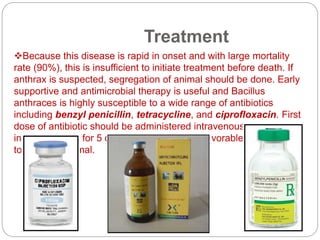 Treatment
Because this disease is rapid in onset and with large mortality
rate (90%), this is insufficient to initiate treatment before death. If
anthrax is suspected, segregation of animal should be done. Early
supportive and antimicrobial therapy is useful and Bacillus
anthraces is highly susceptible to a wide range of antibiotics
including benzyl penicillin, tetracycline, and ciprofloxacin. First
dose of antibiotic should be administered intravenously and then
intramuscularly for 5 days. Prognosis is not favorable and no time
to treat the animal.
 