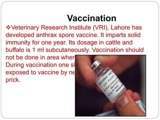 Vaccination
Veterinary Research Institute (VRI), Lahore has
developed anthrax spore vaccine. It imparts solid
immunity for one year. Its dosage in cattle and
buffalo is 1 ml subcutaneously. Vaccination should
not be done in area where disease does not occur.
During vaccination one should not be
exposed to vaccine by needle
prick.
 
