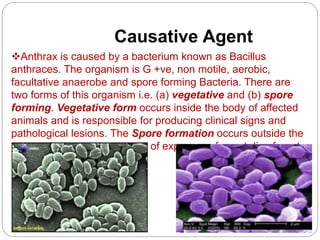 Causative Agent
Anthrax is caused by a bacterium known as Bacillus
anthraces. The organism is G +ve, non motile, aerobic,
facultative anaerobe and spore forming Bacteria. There are
two forms of this organism i.e. (a) vegetative and (b) spore
forming. Vegetative form occurs inside the body of affected
animals and is responsible for producing clinical signs and
pathological lesions. The Spore formation occurs outside the
body of host and is the result of exposure of vegetative form to
oxygen.
 