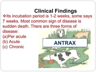 Clinical Findings
Its incubation period is 1-2 weeks, some says
7 weeks. Most common sign of disease is
sudden death. There are three forms of
disease:
(a)Per acute
(b) Acute
(c) Chronic
 