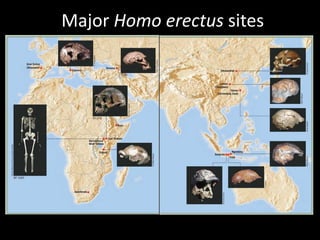 Major Homo erectus sites
 