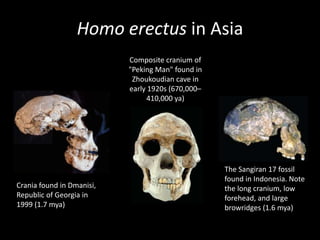 Homo erectus in Asia
                           Composite cranium of
                           "Peking Man" found in
                            Zhoukoudian cave in
                           early 1920s (670,000–
                                410,000 ya)




                                                   The Sangiran 17 fossil
                                                   found in Indonesia. Note
Crania found in Dmanisi,                           the long cranium, low
Republic of Georgia in                             forehead, and large
1999 (1.7 mya)                                     browridges (1.6 mya)
 