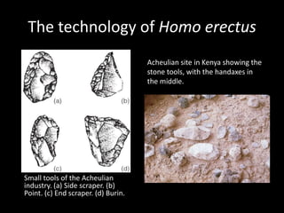 The technology of Homo erectus
                                     Acheulian site in Kenya showing the
                                     stone tools, with the handaxes in
                                     the middle.




Small tools of the Acheulian
industry. (a) Side scraper. (b)
Point. (c) End scraper. (d) Burin.
 