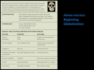 Homo erectus:
Beginning
Globalization
 