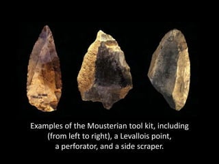 Examples of the Mousterian tool kit, including
    (from left to right), a Levallois point,
       a perforator, and a side scraper.
 