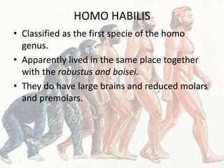 HOMO HABILIS
• Classified as the first specie of the homo
genus.
• Apparently lived in the same place together
with the robustus and boisei.
• They do have large brains and reduced molars
and premolars.
 