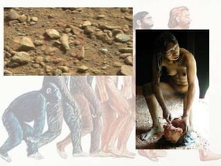 The Australopithecines- Anthropology