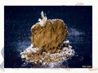 The Australopithecines- Anthropology