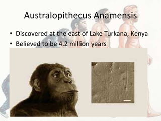 Australopithecus Anamensis
• Discovered at the east of Lake Turkana, Kenya
• Believed to be 4.2 million years
 
