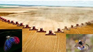 The Evolution of Insects: Part THREE [3] / Summary & Anthropocene - Bug ...