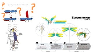 The Evolution of Insects: Part THREE [3] / Summary & Anthropocene - Bug ...