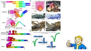 The Evolution of Insects: Part THREE [3] / Summary & Anthropocene - Bug ...