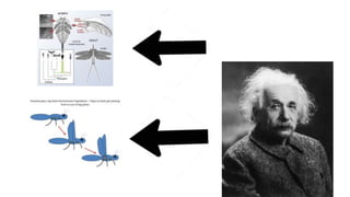 The Evolution of Insects: Part THREE [3] / Summary & Anthropocene - Bug ...