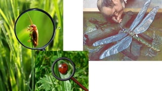 The Evolution of Insects: Part THREE [3] / Summary & Anthropocene - Bug ...