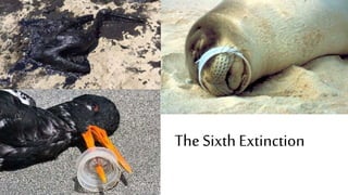 The Evolution of Insects: Part THREE [3] / Summary & Anthropocene - Bug ...
