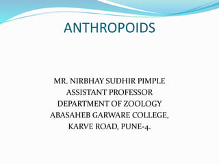ANTHROPOIDS
MR. NIRBHAY SUDHIR PIMPLE
ASSISTANT PROFESSOR
DEPARTMENT OF ZOOLOGY
ABASAHEB GARWARE COLLEGE,
KARVE ROAD, PUNE-4.
 