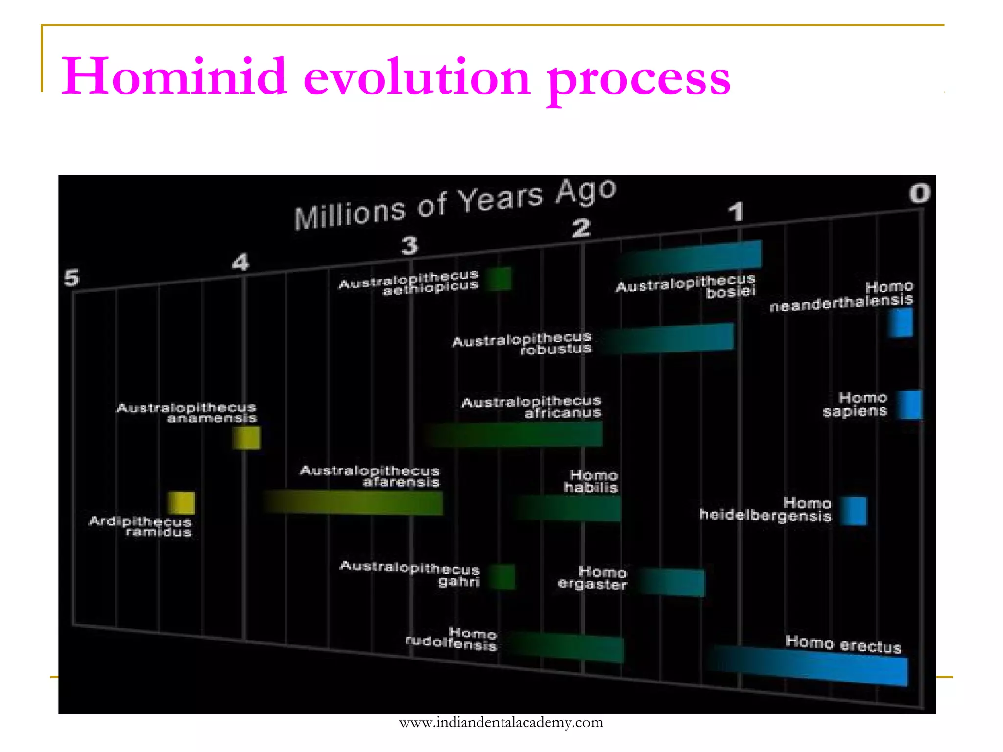 Hominid evolution process

www.indiandentalacademy.com

 