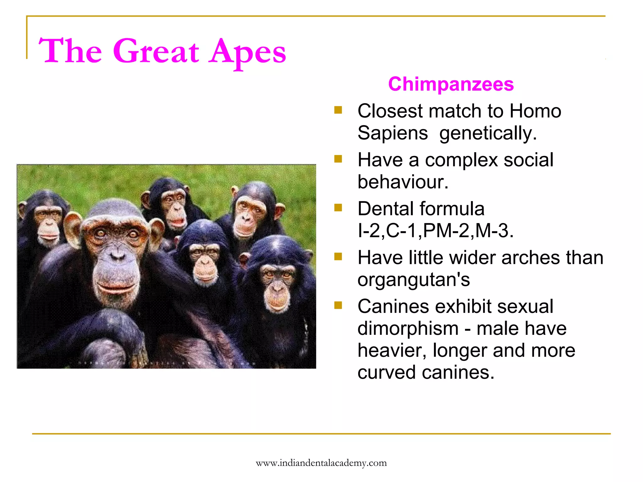 The Great Apes










Chimpanzees
Closest match to Homo
Sapiens genetically.
Have a complex social
behaviour.
Dental formula
I-2,C-1,PM-2,M-3.
Have little wider arches than
organgutan's
Canines exhibit sexual
dimorphism - male have
heavier, longer and more
curved canines.

www.indiandentalacademy.com

 