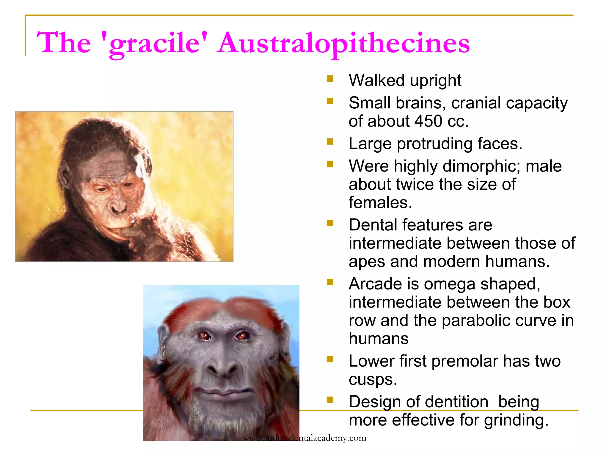 The 'gracile' Australopithecines














Walked upright
Small brains, cranial capacity
of about 450 cc.
Large protruding faces.
Were highly dimorphic; male
about twice the size of
females.
Dental features are
intermediate between those of
apes and modern humans.
Arcade is omega shaped,
intermediate between the box
row and the parabolic curve in
humans
Lower first premolar has two
cusps.
Design of dentition being
more effective for grinding.

www.indiandentalacademy.com

 