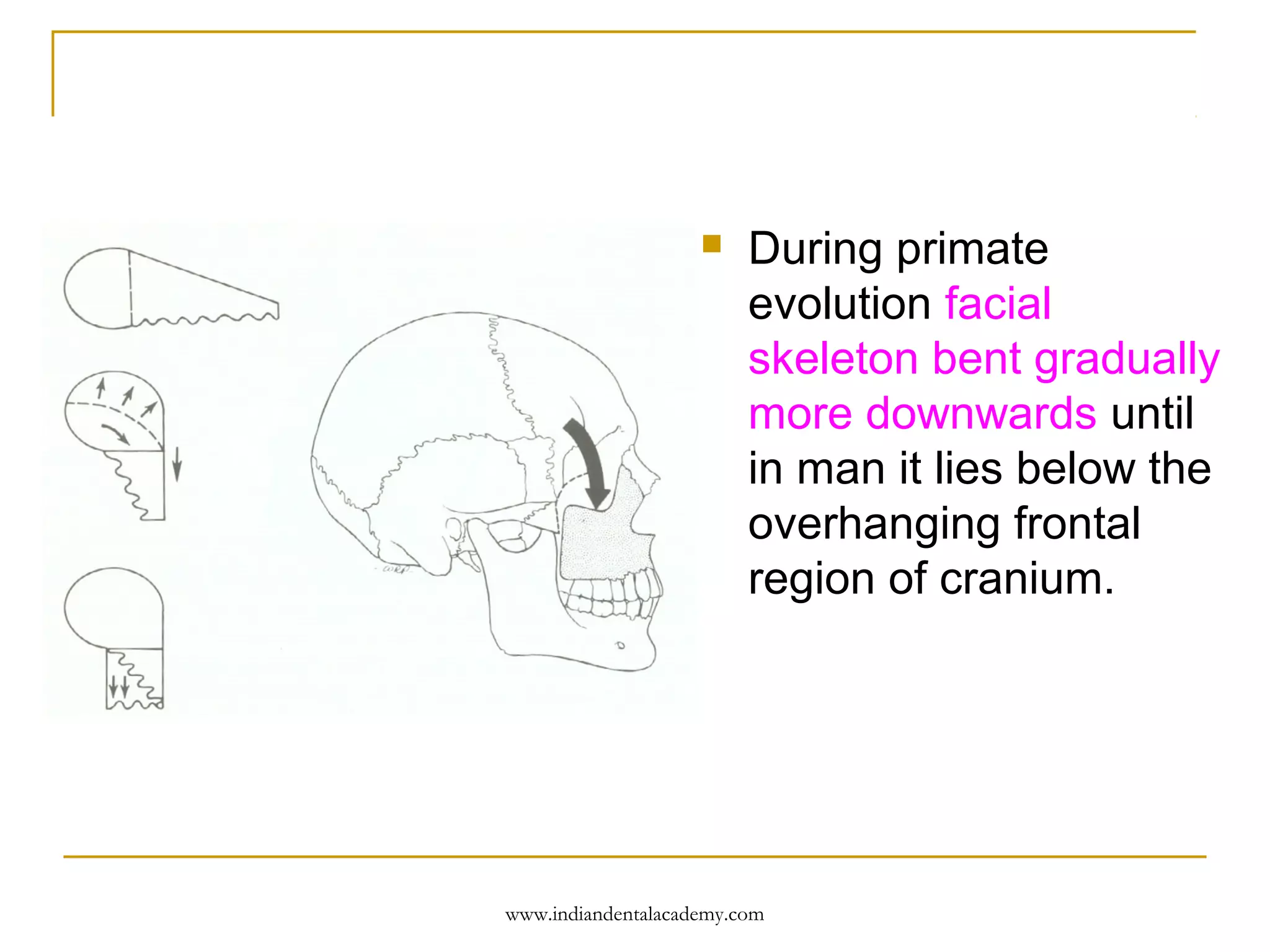 

During primate
evolution facial
skeleton bent gradually
more downwards until
in man it lies below the
overhanging frontal
region of cranium.

www.indiandentalacademy.com

 