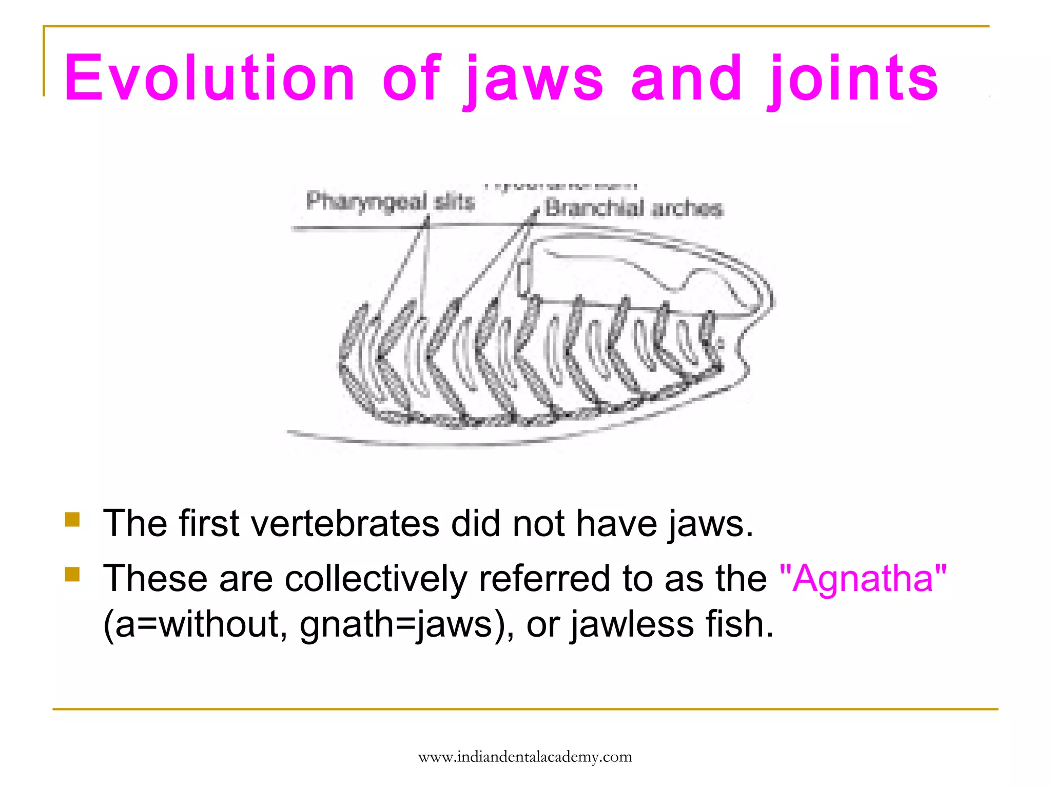 Evolution of jaws and joints




The first vertebrates did not have jaws.
These are collectively referred to as the "Agnatha"
(a=without, gnath=jaws), or jawless fish.

www.indiandentalacademy.com

 