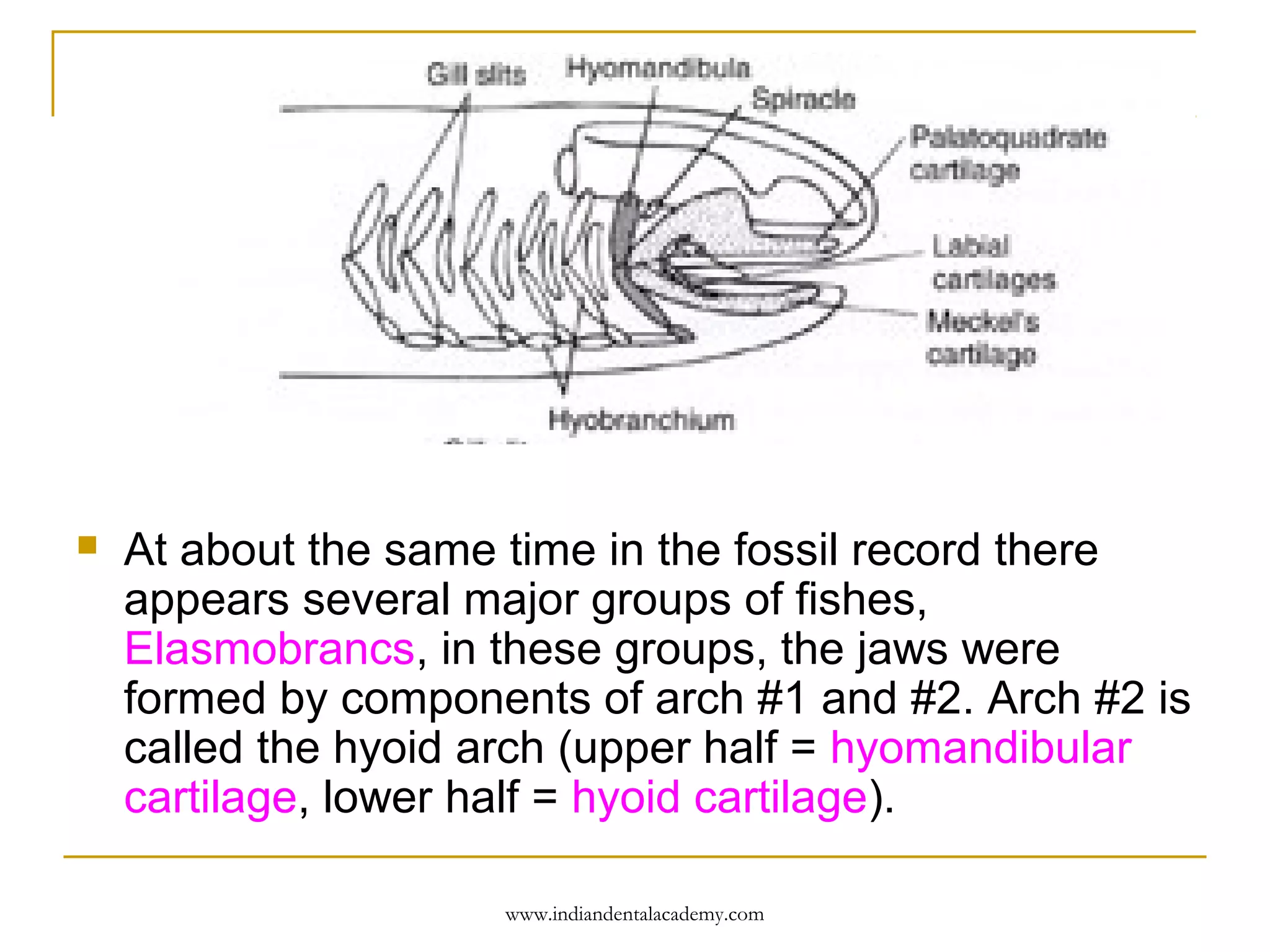 

At about the same time in the fossil record there
appears several major groups of fishes,
Elasmobrancs, in these groups, the jaws were
formed by components of arch #1 and #2. Arch #2 is
called the hyoid arch (upper half = hyomandibular
cartilage, lower half = hyoid cartilage).
www.indiandentalacademy.com

 