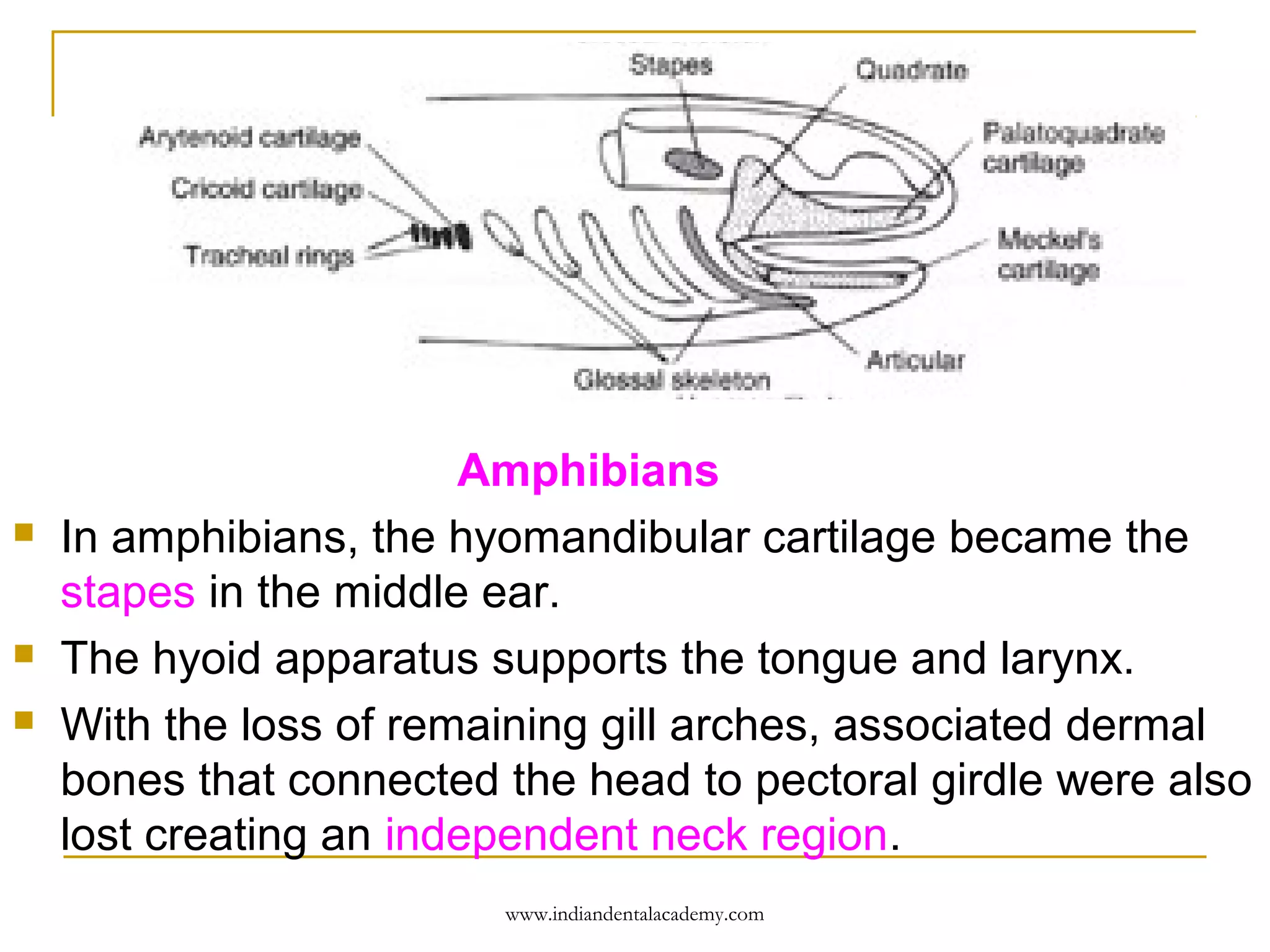 




Amphibians
In amphibians, the hyomandibular cartilage became the
stapes in the middle ear.
The hyoid apparatus supports the tongue and larynx.
With the loss of remaining gill arches, associated dermal
bones that connected the head to pectoral girdle were also
lost creating an independent neck region.
www.indiandentalacademy.com

 