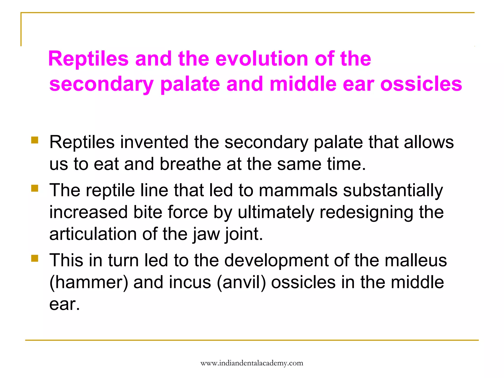 Reptiles and the evolution of the
secondary palate and middle ear ossicles






Reptiles invented the secondary palate that allows
us to eat and breathe at the same time.
The reptile line that led to mammals substantially
increased bite force by ultimately redesigning the
articulation of the jaw joint.
This in turn led to the development of the malleus
(hammer) and incus (anvil) ossicles in the middle
ear.
www.indiandentalacademy.com

 