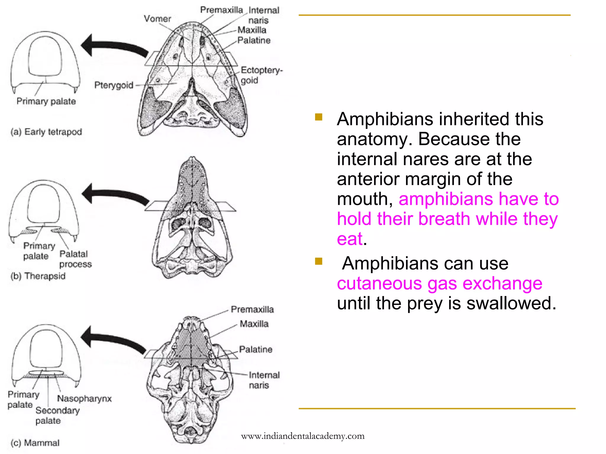 



Amphibians inherited this
anatomy. Because the
internal nares are at the
anterior margin of the
mouth, amphibians have to
hold their breath while they
eat.
Amphibians can use
cutaneous gas exchange
until the prey is swallowed.

www.indiandentalacademy.com

 