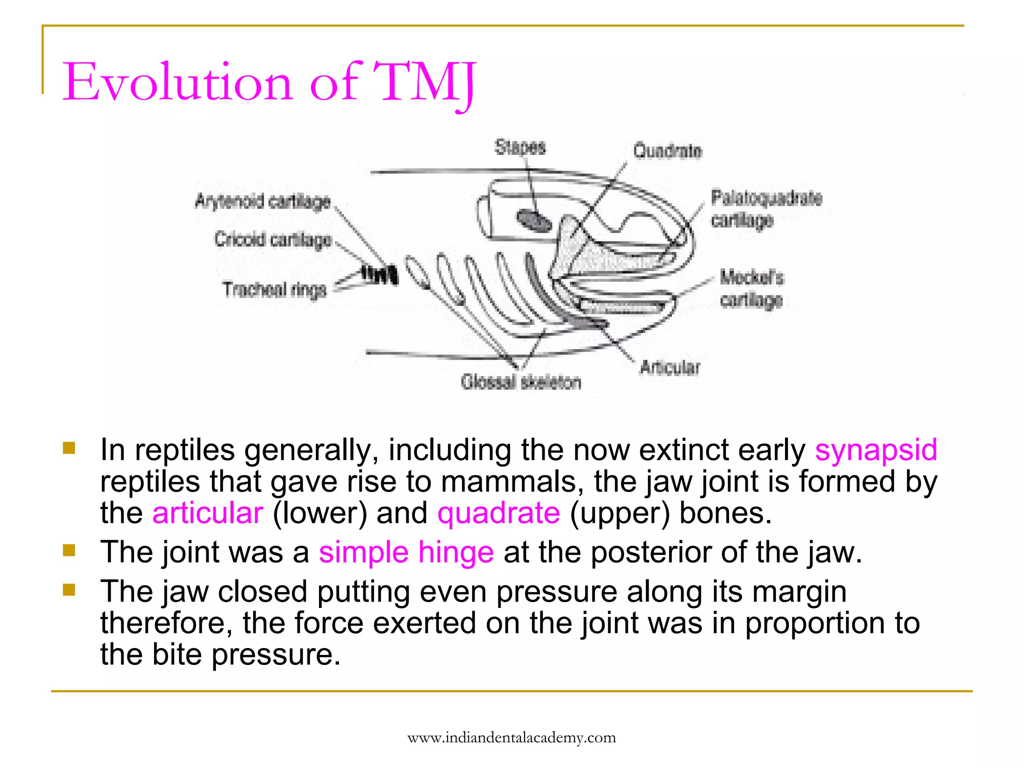 Evolution of TMJ






In reptiles generally, including the now extinct early synapsid
reptiles that gave rise to mammals, the jaw joint is formed by
the articular (lower) and quadrate (upper) bones.
The joint was a simple hinge at the posterior of the jaw.
The jaw closed putting even pressure along its margin
therefore, the force exerted on the joint was in proportion to
the bite pressure.
www.indiandentalacademy.com

 