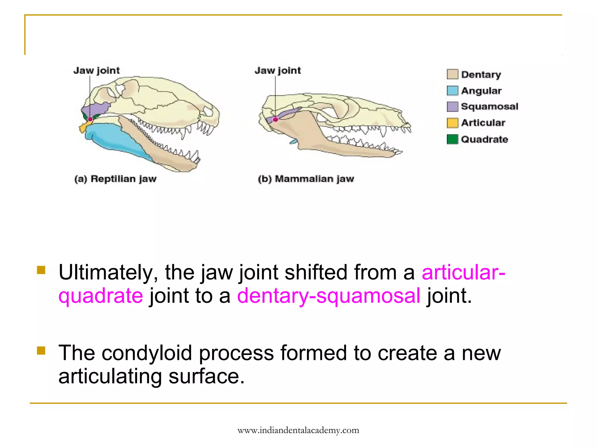 

Ultimately, the jaw joint shifted from a articularquadrate joint to a dentary-squamosal joint.



The condyloid process formed to create a new
articulating surface.
www.indiandentalacademy.com

 