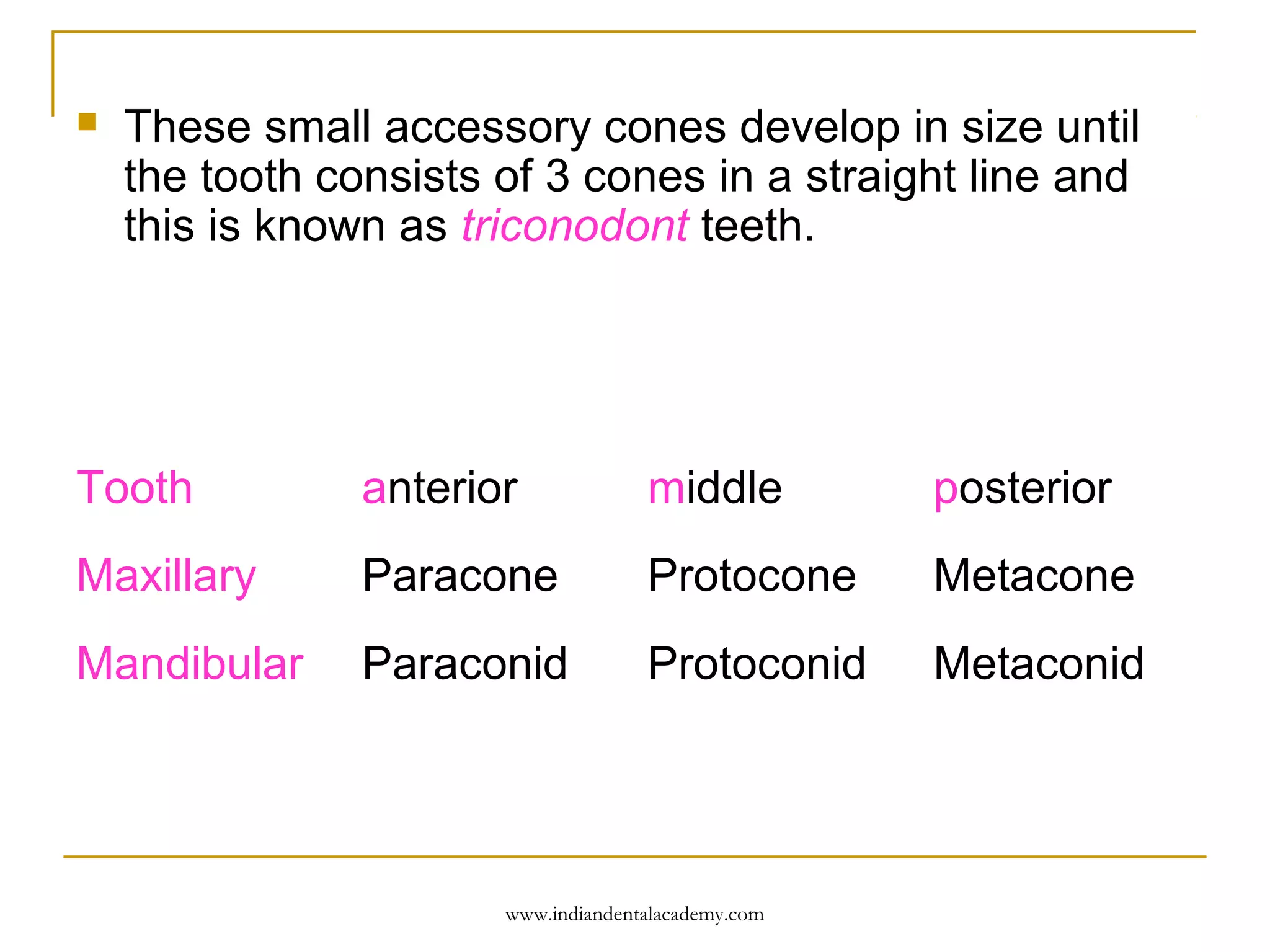 

These small accessory cones develop in size until
the tooth consists of 3 cones in a straight line and
this is known as triconodont teeth.

Tooth

anterior

middle

posterior

Maxillary

Paracone

Protocone

Metacone

Mandibular

Paraconid

Protoconid

Metaconid

www.indiandentalacademy.com

 