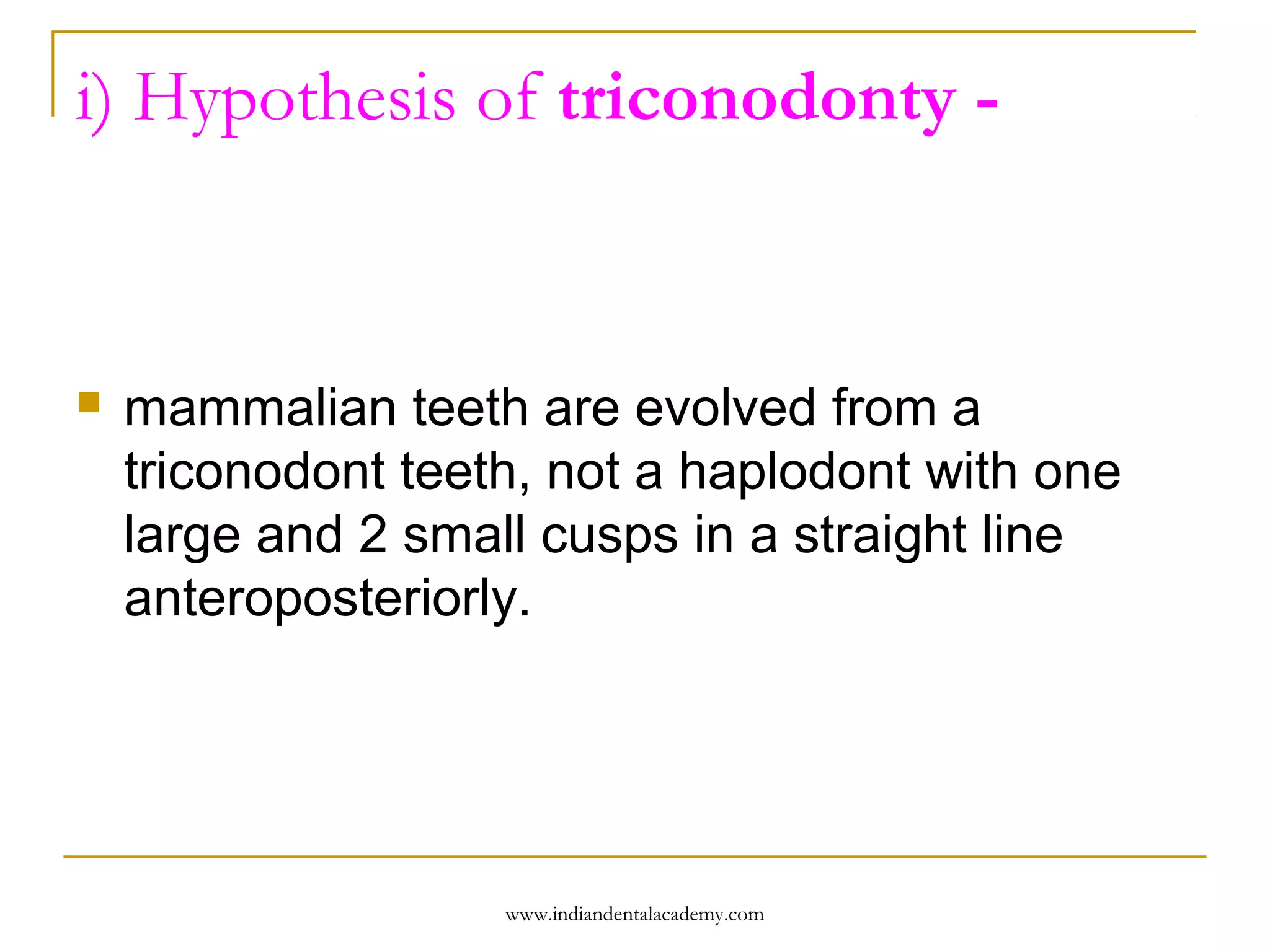 i) Hypothesis of triconodonty -



mammalian teeth are evolved from a
triconodont teeth, not a haplodont with one
large and 2 small cusps in a straight line
anteroposteriorly.

www.indiandentalacademy.com

 