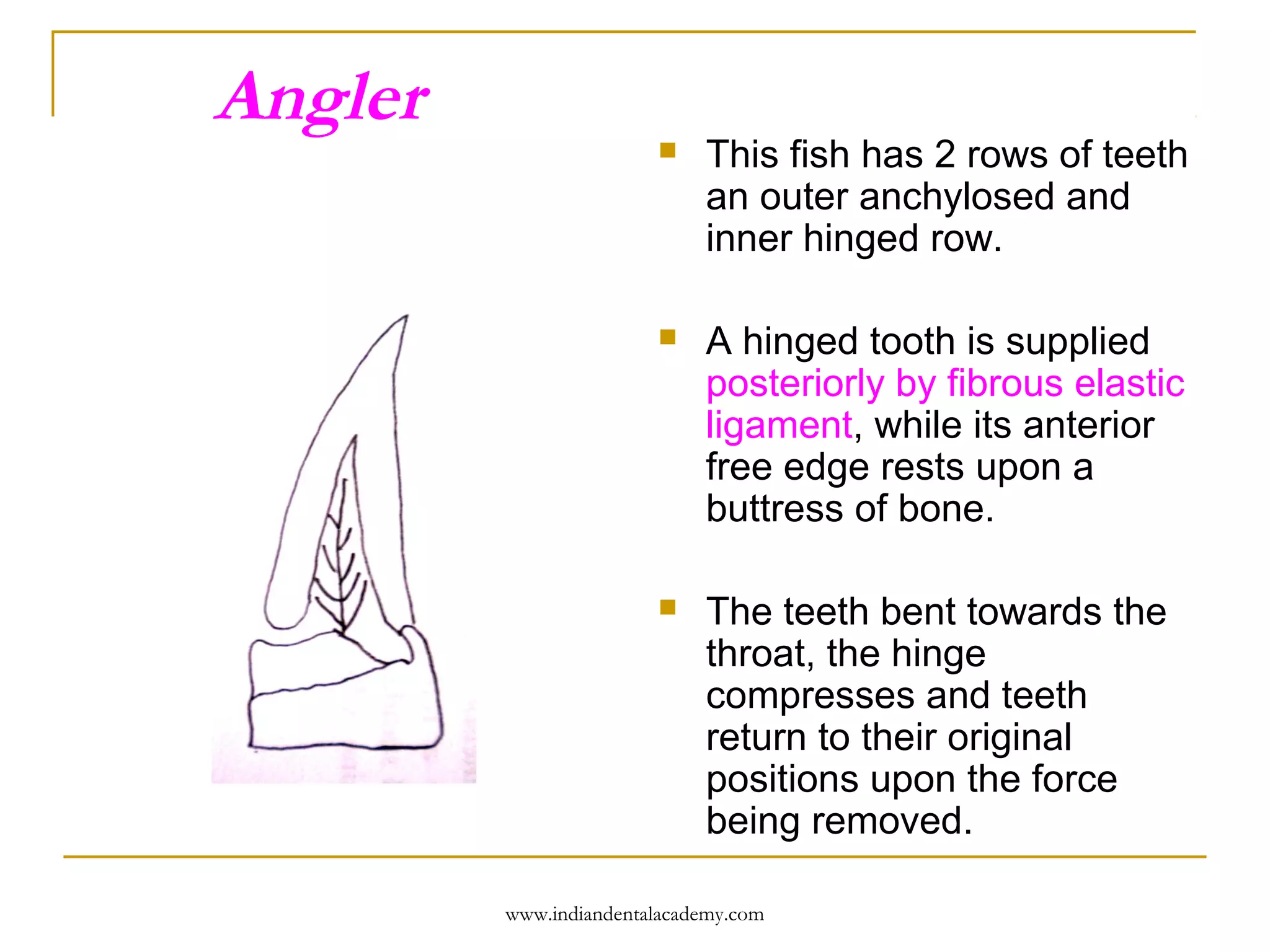 Angler


This fish has 2 rows of teeth
an outer anchylosed and
inner hinged row.



A hinged tooth is supplied
posteriorly by fibrous elastic
ligament, while its anterior
free edge rests upon a
buttress of bone.



The teeth bent towards the
throat, the hinge
compresses and teeth
return to their original
positions upon the force
being removed.

www.indiandentalacademy.com

 