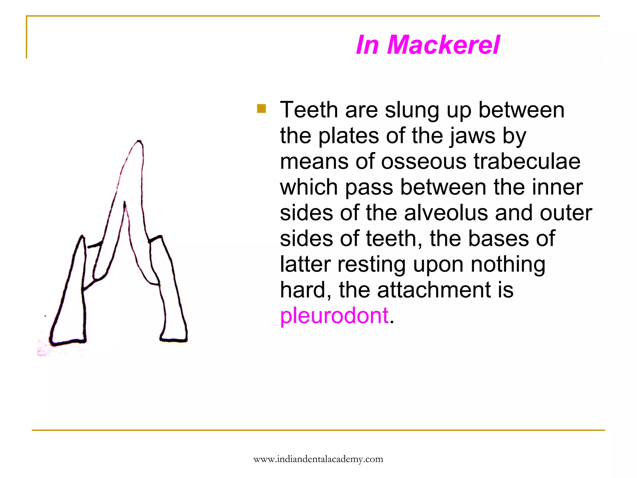 In Mackerel


Teeth are slung up between
the plates of the jaws by
means of osseous trabeculae
which pass between the inner
sides of the alveolus and outer
sides of teeth, the bases of
latter resting upon nothing
hard, the attachment is
pleurodont.

www.indiandentalacademy.com

 