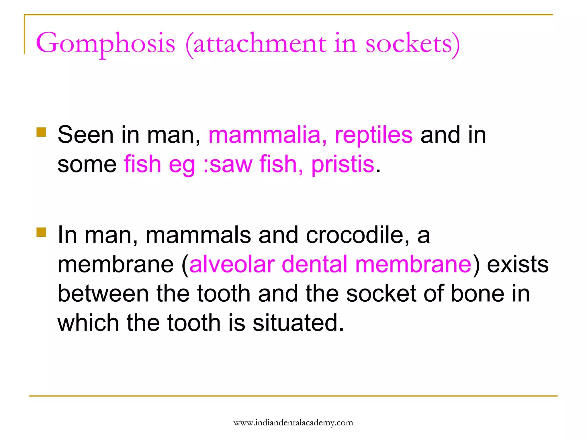 Gomphosis (attachment in sockets)


Seen in man, mammalia, reptiles and in
some fish eg :saw fish, pristis.



In man, mammals and crocodile, a
membrane (alveolar dental membrane) exists
between the tooth and the socket of bone in
which the tooth is situated.

www.indiandentalacademy.com

 