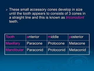 Anthropological concepts of clinical orthodontics | PPT