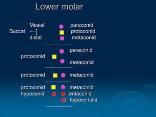 Metaconid Anthropological concepts of clinical orthodontics | PPT