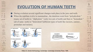 Humadont Teeth Anthropology in orthodontics and dentofacial orthopedics | PPTX