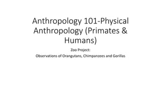 Anthropology 101-Physical
Anthropology (Primates &
Humans)
Zoo Project:
Observations of Orangutans, Chimpanzees and Gorillas
 