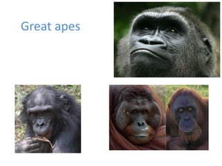 Great apes 